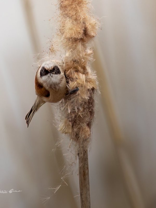 Foto van vogelspotter Gino Pisonier van de Buidelmees