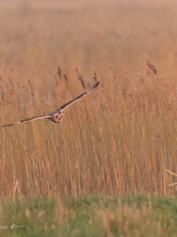Een velduil spookt over de Meetjeslandse velden