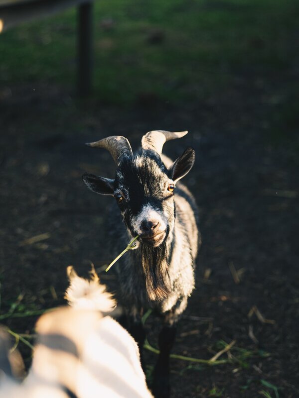 Geitje van 't Kruidenhof
