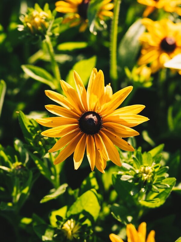 Bloemen in tuin 't Kruidenhof
